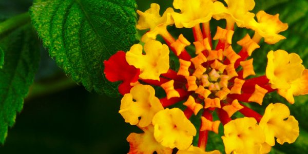 Lantana